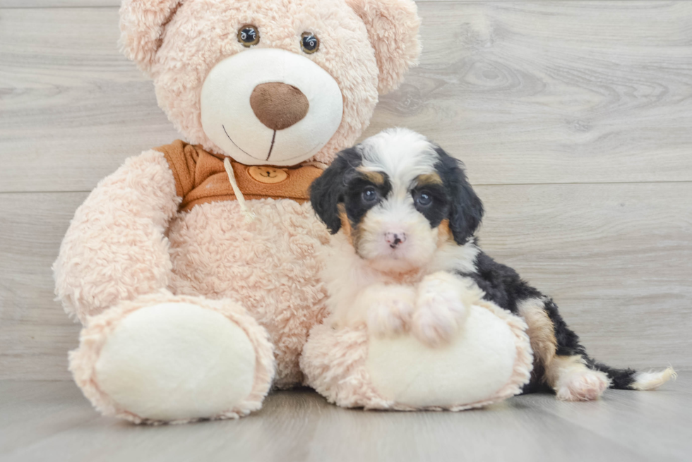 Friendly Mini Bernedoodle Baby