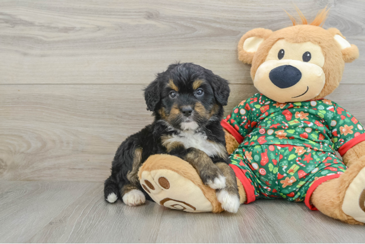 Mini Bernedoodle Pup Being Cute