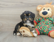 6 week old Mini Bernedoodle Puppy For Sale - Simply Southern Pups