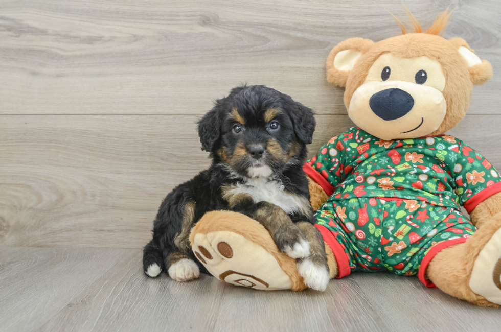 5 week old Mini Bernedoodle Puppy For Sale - Simply Southern Pups