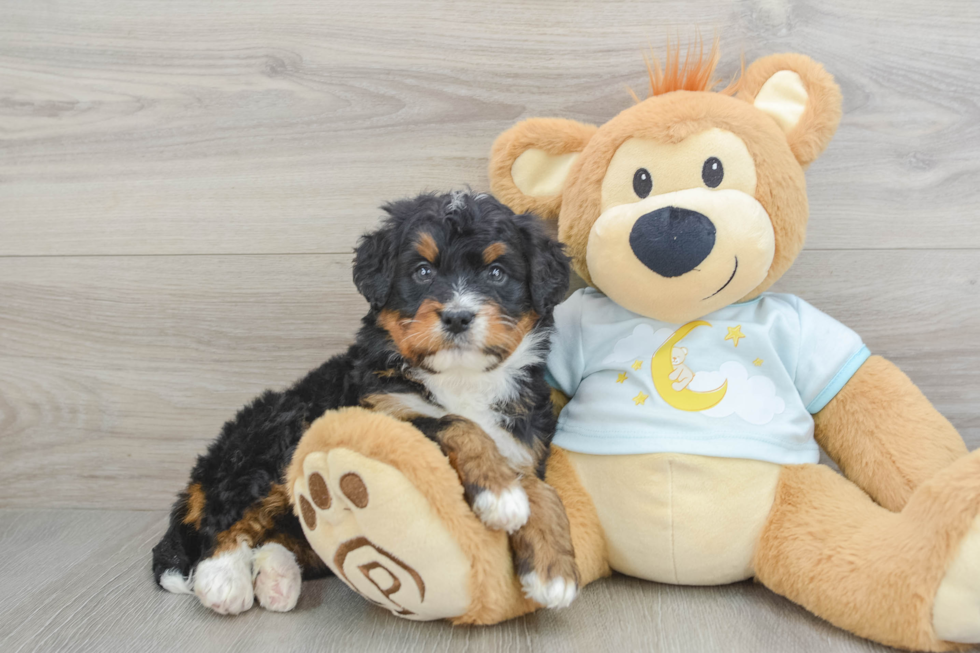 Mini Bernedoodle Pup Being Cute