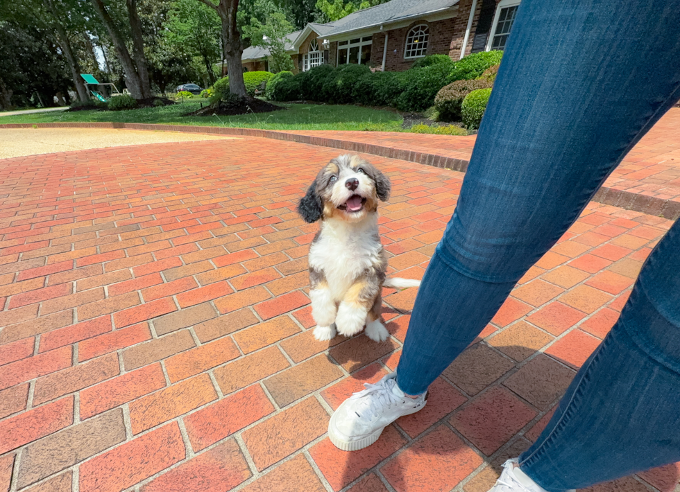 Cute Mini Bernedoodle Baby