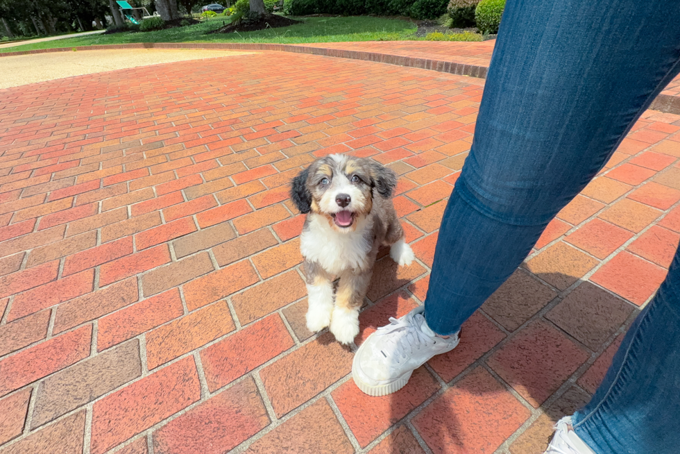 Best Mini Bernedoodle Baby
