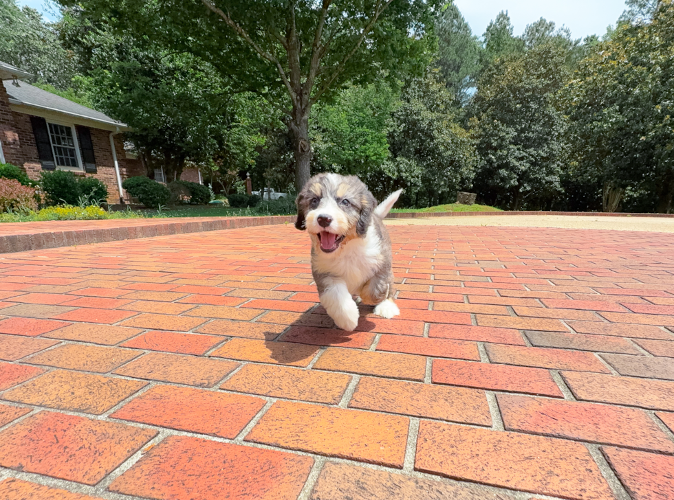 Best Mini Bernedoodle Baby