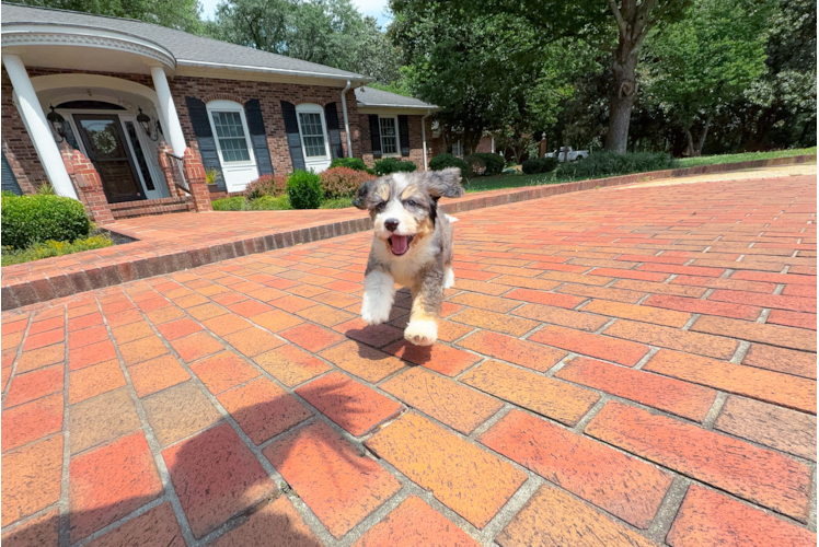 Mini Bernedoodle Puppy for Adoption