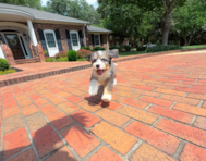 9 week old Mini Bernedoodle Puppy For Sale - Simply Southern Pups