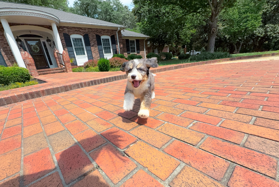 Mini Bernedoodle Puppy for Adoption