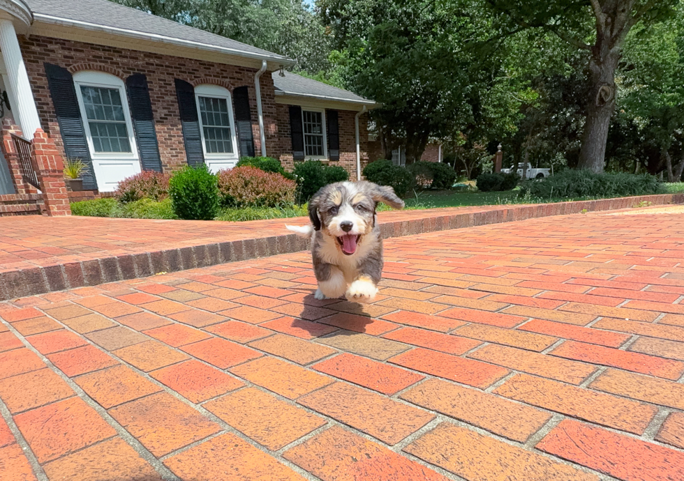 Mini Bernedoodle Puppy for Adoption