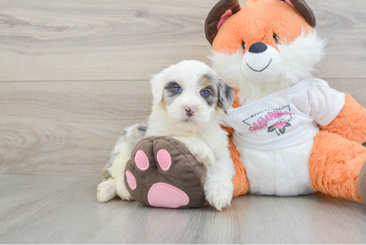 Mini Bernedoodle Pup Being Cute