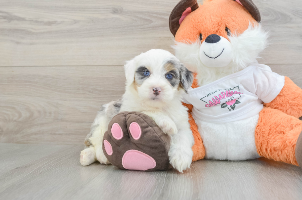 5 week old Mini Bernedoodle Puppy For Sale - Simply Southern Pups