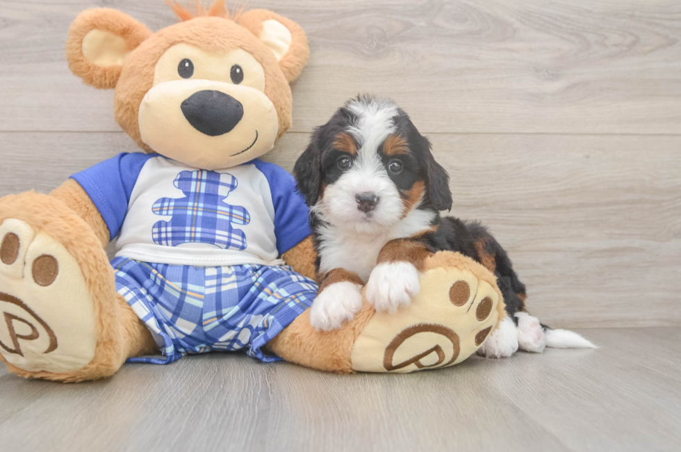 5 week old Mini Bernedoodle Puppy For Sale - Simply Southern Pups