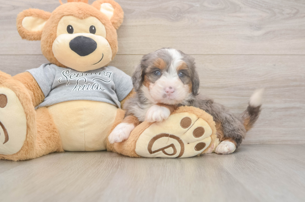 6 week old Mini Bernedoodle Puppy For Sale - Simply Southern Pups