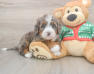 6 week old Mini Bernedoodle Puppy For Sale - Simply Southern Pups