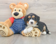 6 week old Mini Bernedoodle Puppy For Sale - Simply Southern Pups