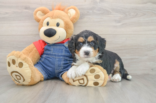 Smart Mini Bernedoodle Poodle Mix Pup