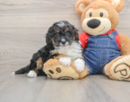 7 week old Mini Bernedoodle Puppy For Sale - Simply Southern Pups