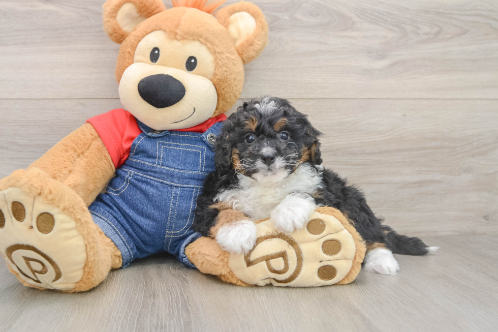Cute Mini Bernedoodle Baby