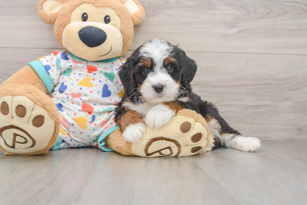Small Mini Bernedoodle Baby