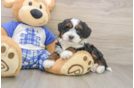Mini Bernedoodle Puppy for Adoption