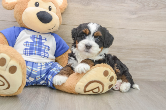 Mini Bernedoodle Puppy for Adoption