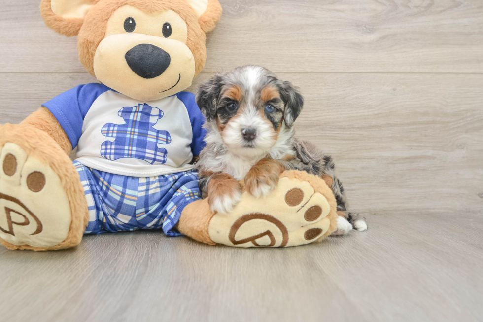 Popular Mini Bernedoodle Poodle Mix Pup