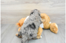 Funny Mini Bernedoodle Poodle Mix Pup