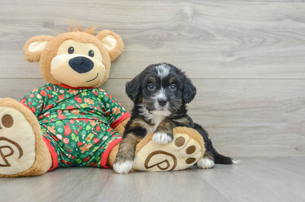 5 week old Mini Bernedoodle Puppy For Sale - Simply Southern Pups