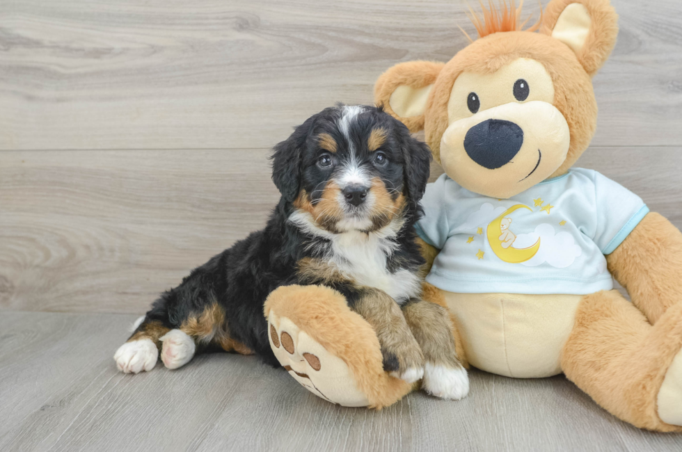 5 week old Mini Bernedoodle Puppy For Sale - Simply Southern Pups