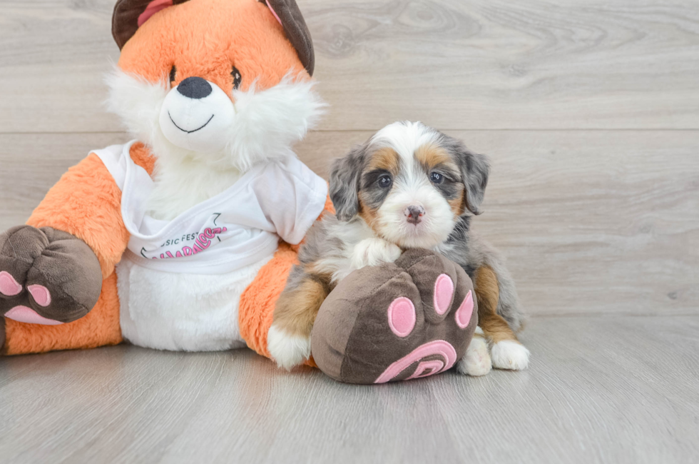 5 week old Mini Bernedoodle Puppy For Sale - Simply Southern Pups
