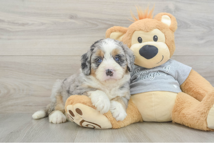 Best Mini Bernedoodle Baby