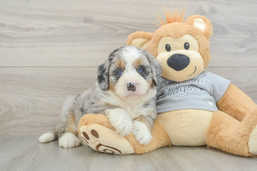 Best Mini Bernedoodle Baby