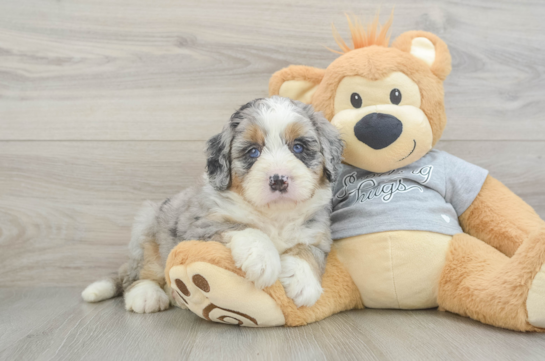 Best Mini Bernedoodle Baby