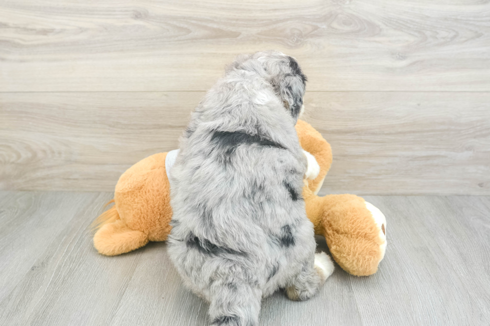 Mini Bernedoodle Pup Being Cute