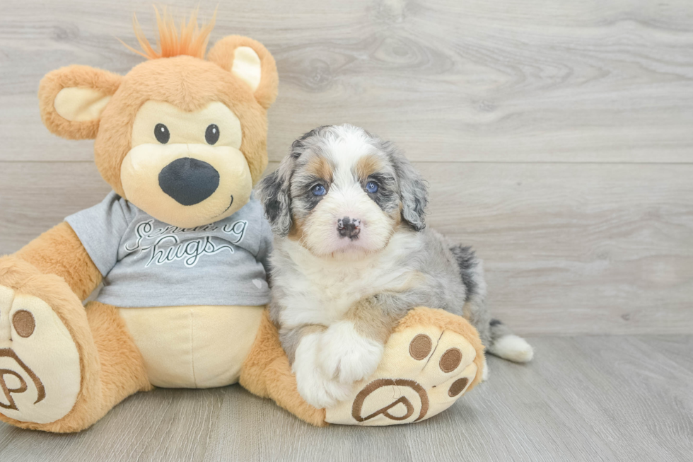 Best Mini Bernedoodle Baby