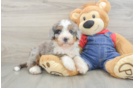 Popular Mini Bernedoodle Poodle Mix Pup
