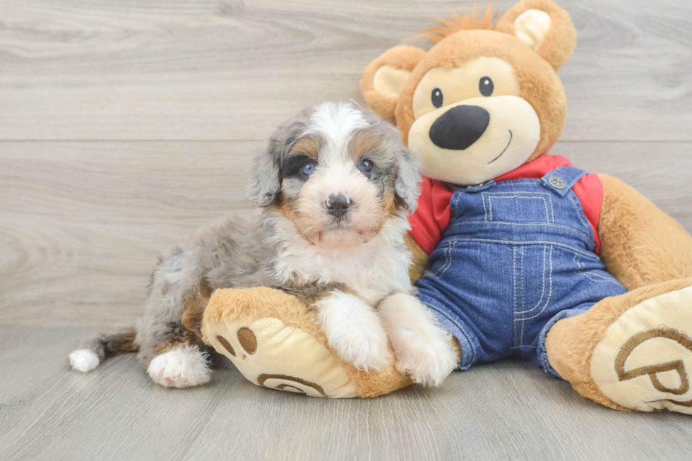 Popular Mini Bernedoodle Poodle Mix Pup