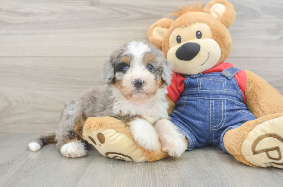6 week old Mini Bernedoodle Puppy For Sale - Simply Southern Pups