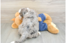 Funny Mini Bernedoodle Poodle Mix Pup