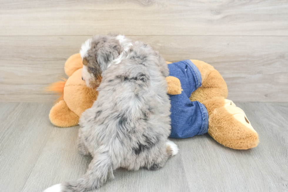 Funny Mini Bernedoodle Poodle Mix Pup