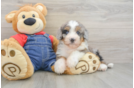 Best Mini Bernedoodle Baby