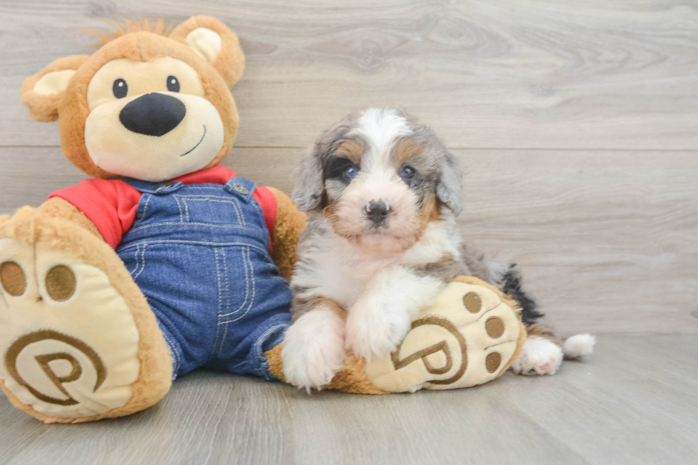 Best Mini Bernedoodle Baby
