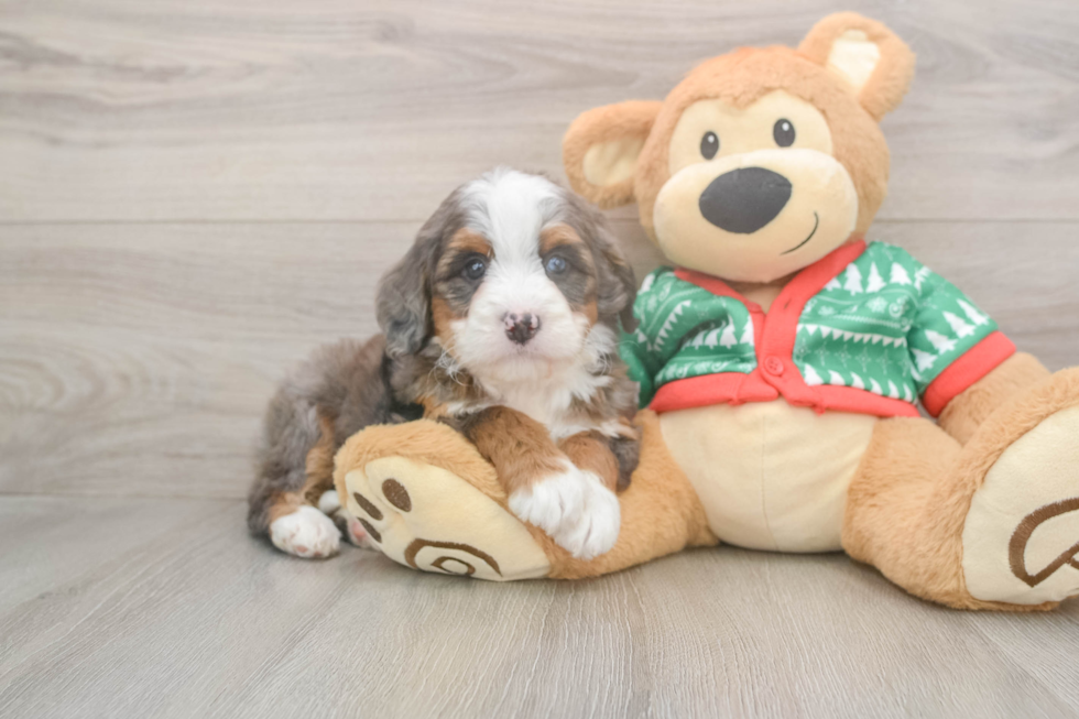 Mini Bernedoodle Puppy for Adoption