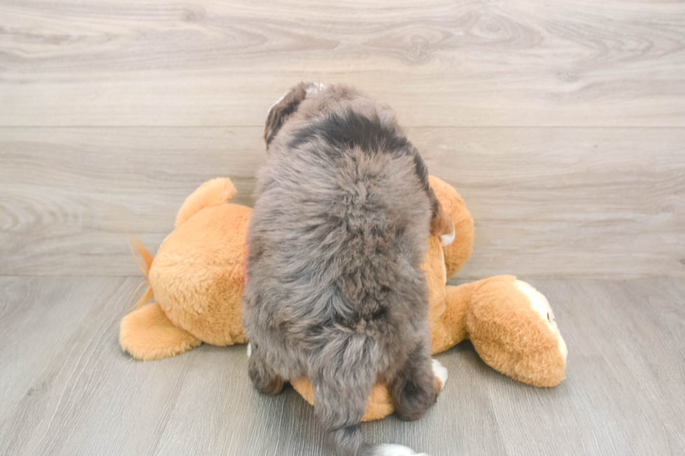 Best Mini Bernedoodle Baby