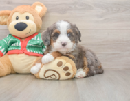 6 week old Mini Bernedoodle Puppy For Sale - Simply Southern Pups