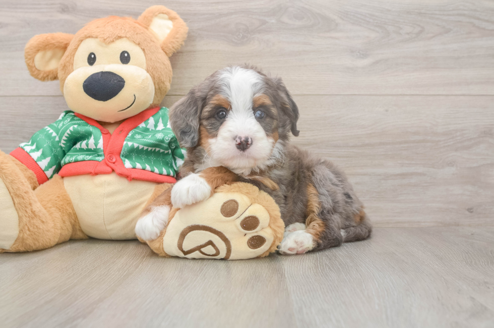 5 week old Mini Bernedoodle Puppy For Sale - Simply Southern Pups