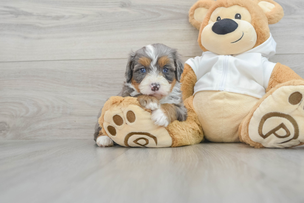 Happy Mini Bernedoodle Baby