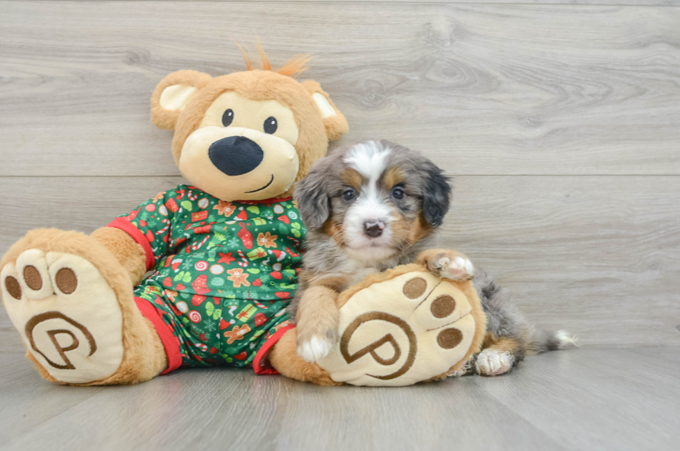 5 week old Mini Bernedoodle Puppy For Sale - Simply Southern Pups