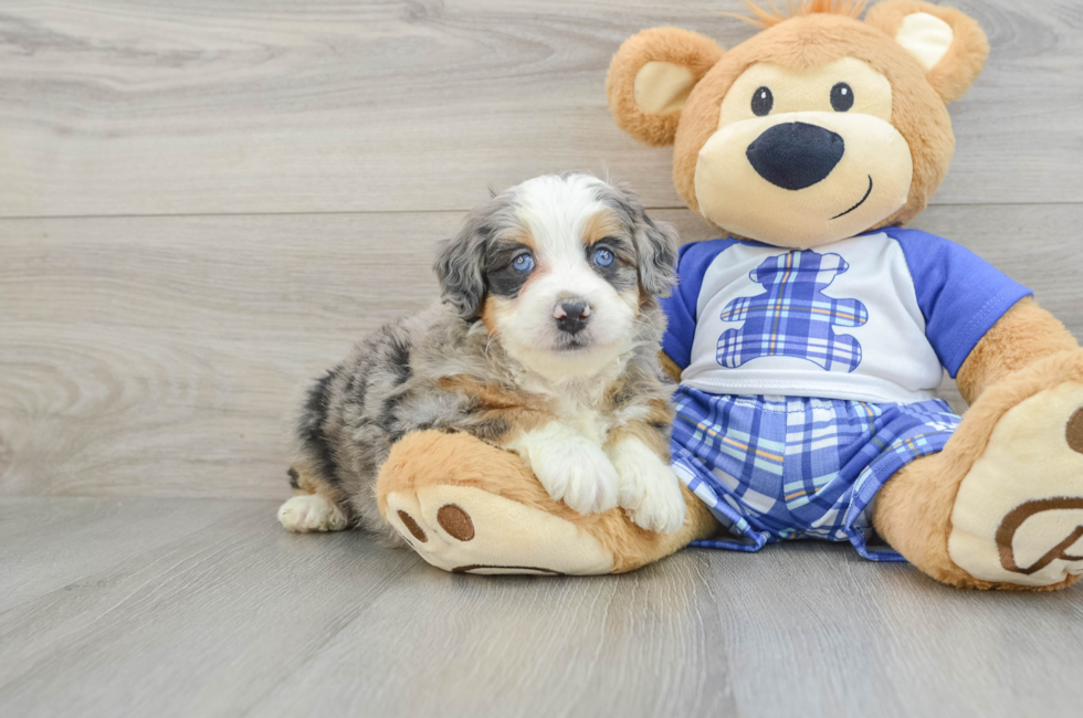 5 week old Mini Bernedoodle Puppy For Sale - Simply Southern Pups