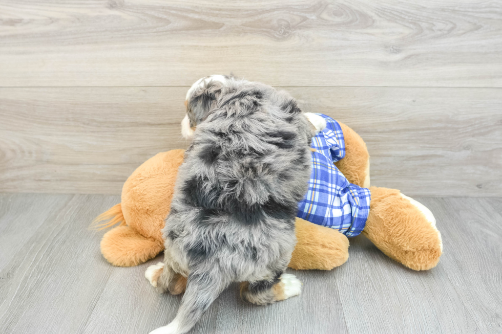 Mini Bernedoodle Puppy for Adoption