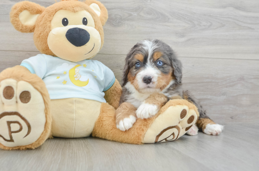 5 week old Mini Bernedoodle Puppy For Sale - Simply Southern Pups